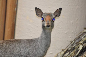 Somali dicdik - antelope, živeći samo na somaliji Somali dicdik - antelope, živeći samo na somaliji